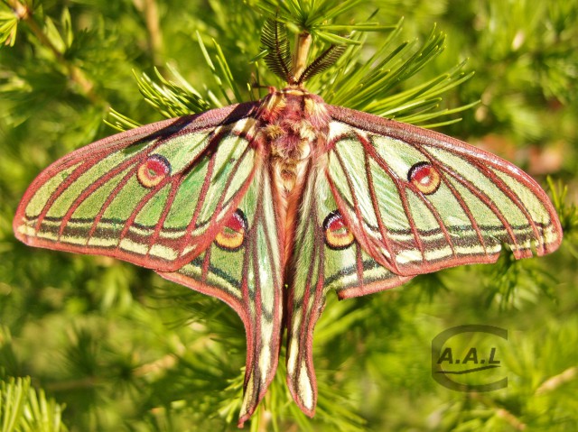 Papillon Isabelle mâle
